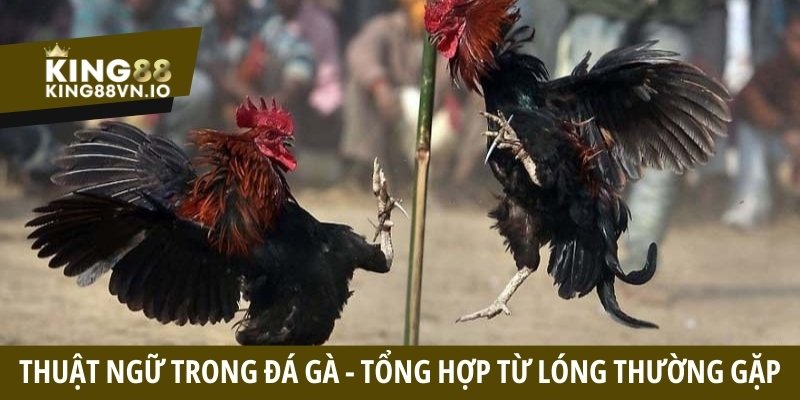 Thuật ngữ trong đá gà - Tổng hợp các từ lóng thường gặp